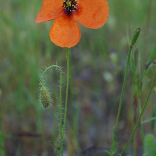 Papaver dubium